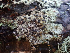 Mycoblastus sanguinarius