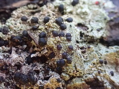 Mycoblastus sanguinarius