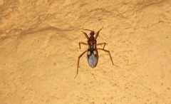 Zelurus transnominalis