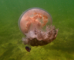 Pseudorhiza haeckeli