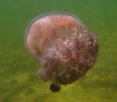 Pseudorhiza haeckeli