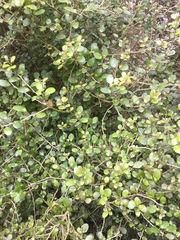 Melicytus micranthus