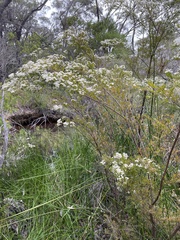 Sannantha pluriflora