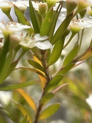 Sannantha pluriflora