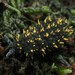 Holacanthella duospinosa - Photo (c) commoncopper, algunos derechos reservados (CC BY-NC), subido por commoncopper