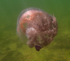 Pseudorhiza haeckeli