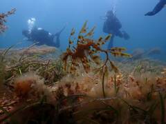 Phycodurus eques