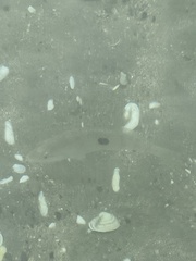 Notolabrus celidotus