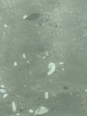 Notolabrus celidotus