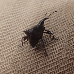 Scolopterus penicillatus