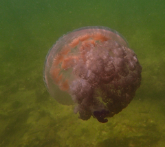 Pseudorhiza haeckeli