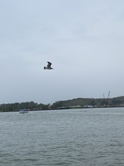 Leucophaeus atricilla