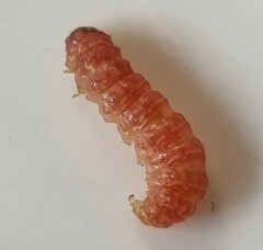 Leucinodes cordalis