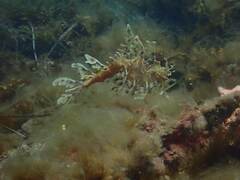 Phycodurus eques