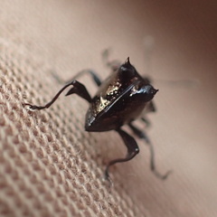 Scolopterus penicillatus