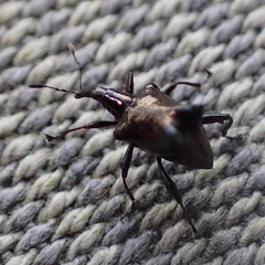 Scolopterus penicillatus