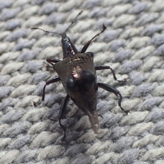 Scolopterus penicillatus