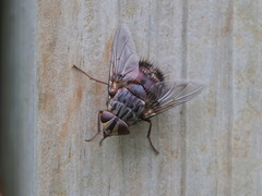 Rutilia