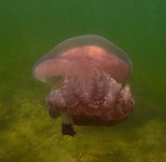 Pseudorhiza haeckeli