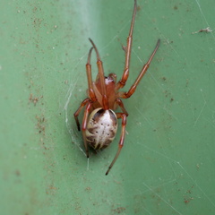 Phonognatha graeffei