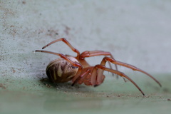 Phonognatha graeffei