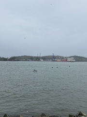 Pelecanus occidentalis