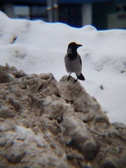 Corvus cornix