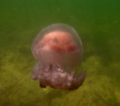 Pseudorhiza haeckeli