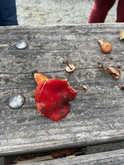 Hygrocybe laetissima