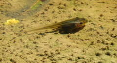 Litoria ewingii