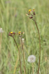 Packera pauciflora