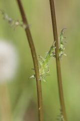 Packera pauciflora