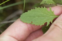Packera pauciflora