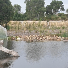 Malacorhynchus membranaceus