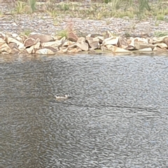 Malacorhynchus membranaceus