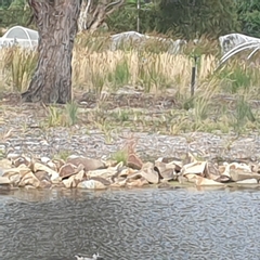 Malacorhynchus membranaceus