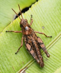 Phaulacridium marginale