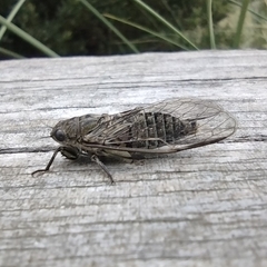 Physeema labyrinthica