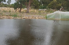 Malacorhynchus membranaceus