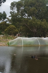 Malacorhynchus membranaceus