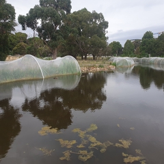 Malacorhynchus membranaceus