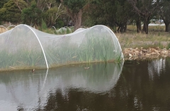 Malacorhynchus membranaceus