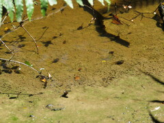 Litoria ewingii