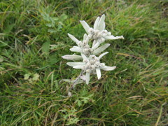 Leontopodium ochroleucum