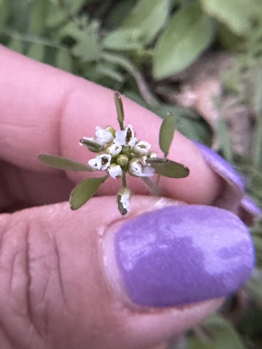 Tomostima platycarpa, photograph 3