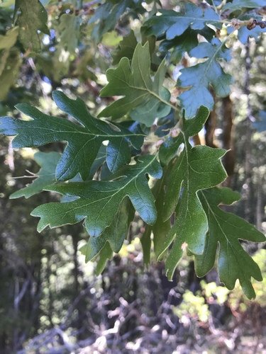 iNaturalist observation photo of Oregon oak