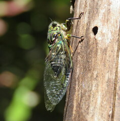 Amphipsalta zelandica