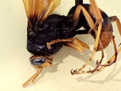 Cryptocheilus australis