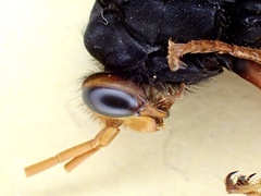 Cryptocheilus australis