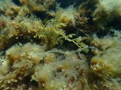 Phycodurus eques
